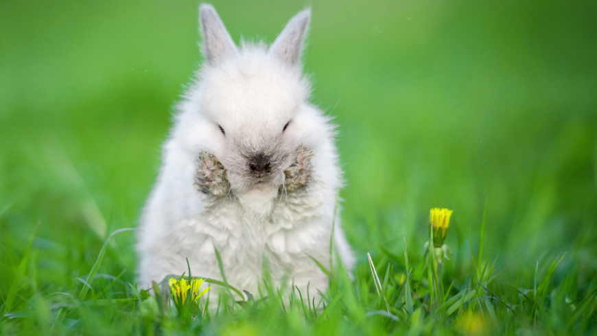 Vaccinet mot kaningulsot tar tio dagar att verka vilket är viktigt att du som ägare har i åtanke. Prata med din veterinär om vaccinering av din kanin. Foto: Shutterstock